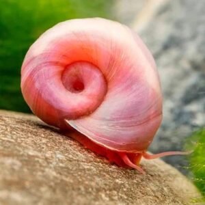 1 albino mystery snail pomacea bridgesii