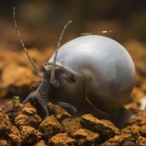 1 blue mystery snail pomacea bridgesii