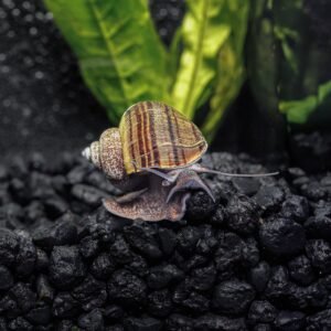 1 black mystery snail pomacea bridgesii