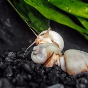 1 ivory mystery snail pomacea bridgesii