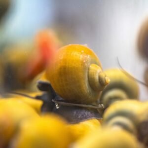 1 jade mystery snail pomacea bridgesii