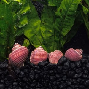 1 magenta mystery snail