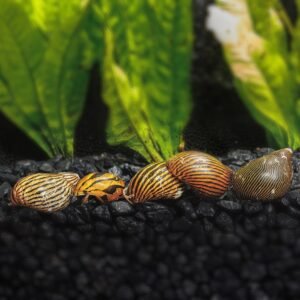 3 zebra nerite snails