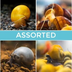 assorted mystery snails 3 pack