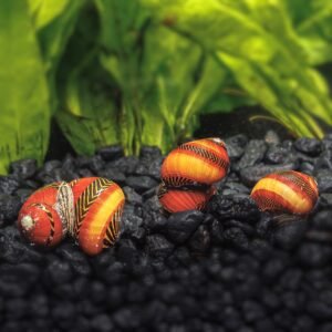 3 red racer nerite snails vittina waigiensis