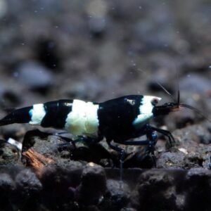 5 black panda shrimp