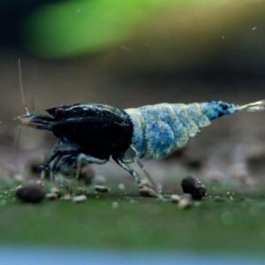 5 blue bolt shrimp