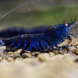 5 blue tiger shrimp orange eyed