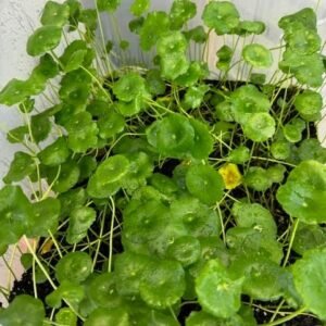 ludwigia repens (copy)