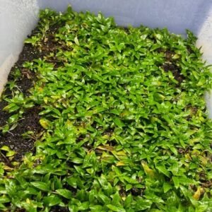 hydrocotyle tripartita japan (copy)