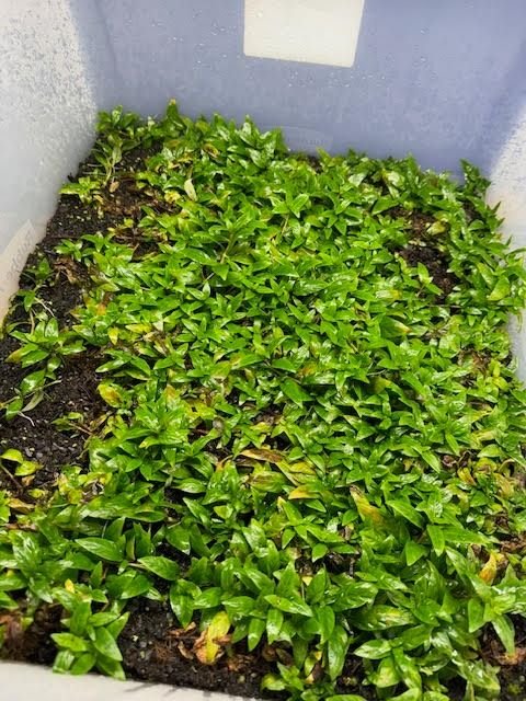 hydrocotyle tripartita japan (copy) hydrocotyle tripartita japan (copy)