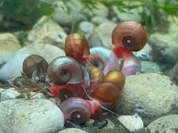 red ramshorn snails (copy)
