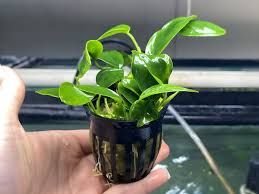 anubias heterophylla (copy)