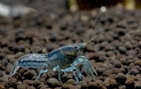dwarf blue crayfish (cambarellus texanus)