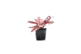 cryptocoryne pink flamingo single