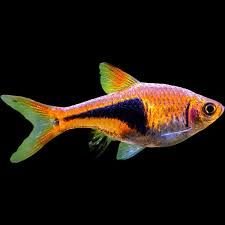 skip to the end of the images gallery skip to the beginning of the images gallery 3 harlequin rasboras