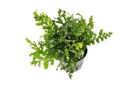 rotala indica (copy)