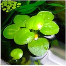 hydrocotyle tripartita japan (copy)