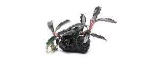 bucephalandra godzilla loose