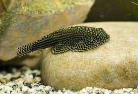 1 hillstream loach