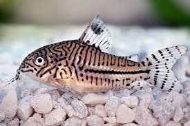 3 panda corys (corydoras panda) (copy)
