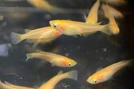 3 japanese ricefish/killifish (oryzias latipes “youkihi”)