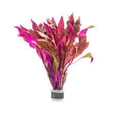 alternanthera reineckii (copy)