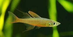 3 threadfin rainbowfish (iriatherina werneri)