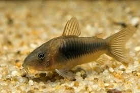 3 albino corydoras (corydoras aeneus albino) (copy)