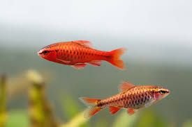 3 japanese ricefish/killifish (oryzias latipes “youkihi”) (copy)