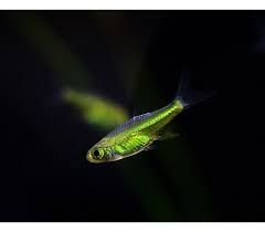 3 threadfin rainbowfish (iriatherina werneri) (copy)