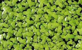 duckweed lemna minor (golf ball size)