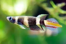 3 galaxy medaka ricefish (japanese ricefish/killifish) (copy)