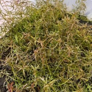 rotala rotundifolia red (copy)