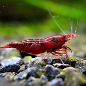 whatsapp image 2026 02 13 at 11.13.06 am (1)