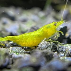 whatsapp image 2026 02 13 at 11.13.07 am