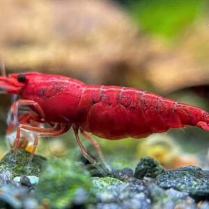 whatsapp image 2026 02 13 at 11.13.08 am (1)