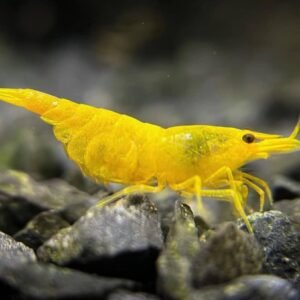 whatsapp image 2026 02 13 at 11.13.08 am (2)