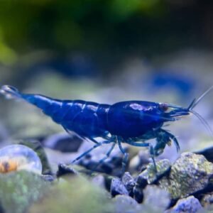 whatsapp image 2026 02 13 at 11.13.08 am