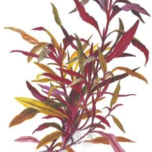 salvinia minima water spangles 3 plants (copy)