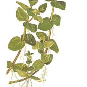 hygrophila corymbosa (copy)