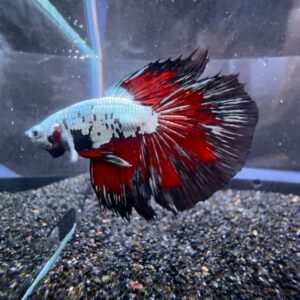 samurai butterfly delta male beta c5