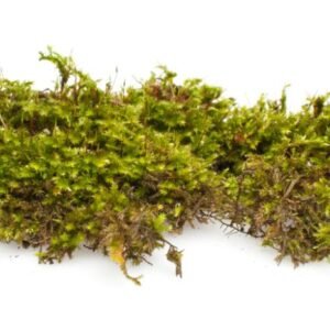 java moss (2oz portion cup size) (copy)