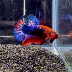 hellboy plakat male betta b6
