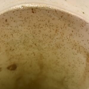 1 gold white cloud mountain minnow (tanichthys albonubes) "long fin" (copy)