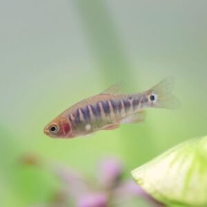 3 galaxy rasboras (celestial pearl danio) (copy)