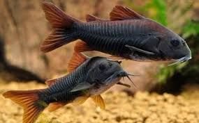 3 black venezuela cory catfish (corydoras schultzei)