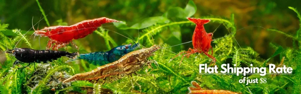 flat shipping desktop 1240x0 1