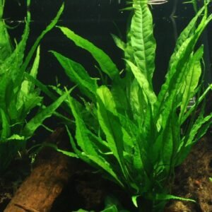 cryptocoryne pink flamingo single (copy)