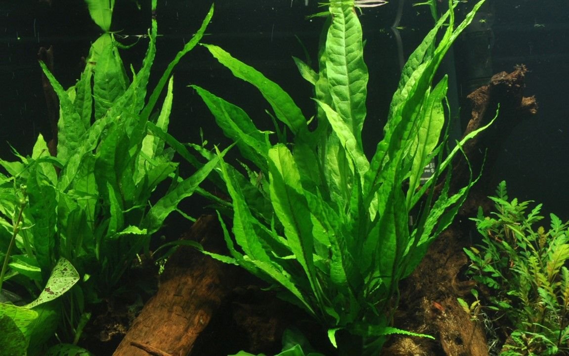 cryptocoryne pink flamingo single (copy) cryptocoryne pink flamingo single (copy)